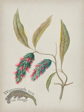 Andean Botanicals 024